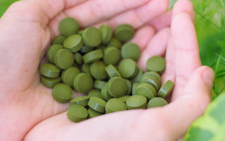 Chlorella a její účinky: Detoxikace, imunita a vitalita