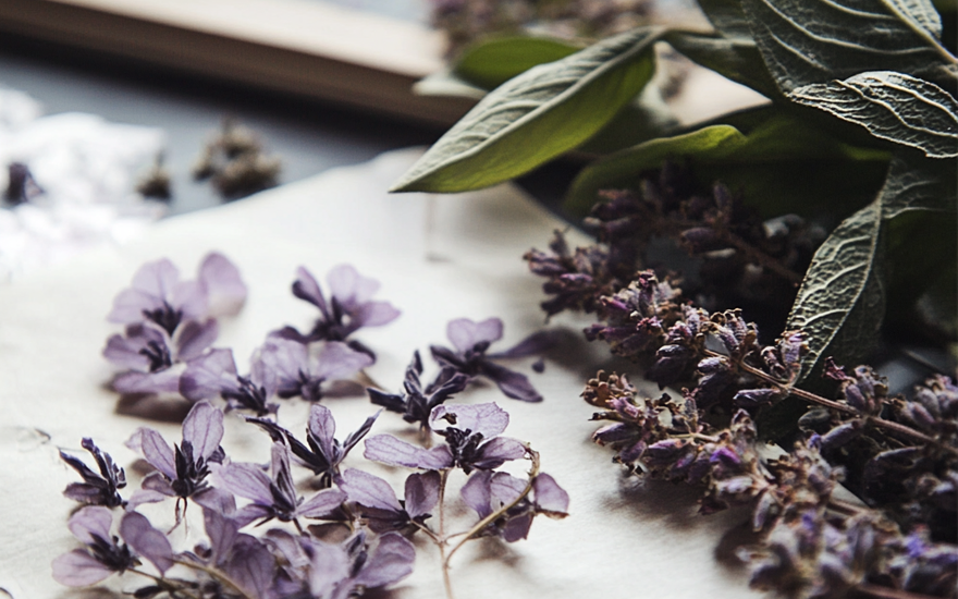 Fytoterapie a byliny: Klíč k podpoře lymfatického systému a detoxikace