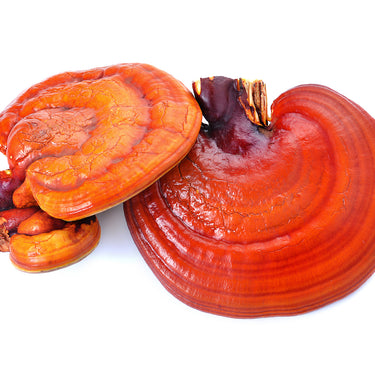 Neobotanics NeoCellium komplex extraktů z vitálních hub 90 kapslí