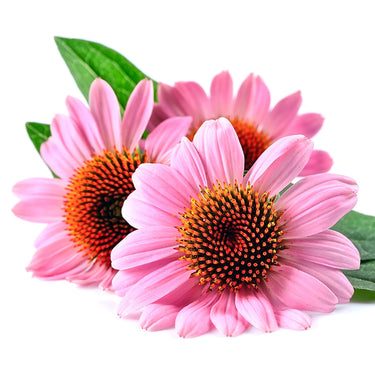 Neobotanics Herbaregen bylinná tinktura z 10 tradičních českých rostlin a islandského lišejníku 50 ml